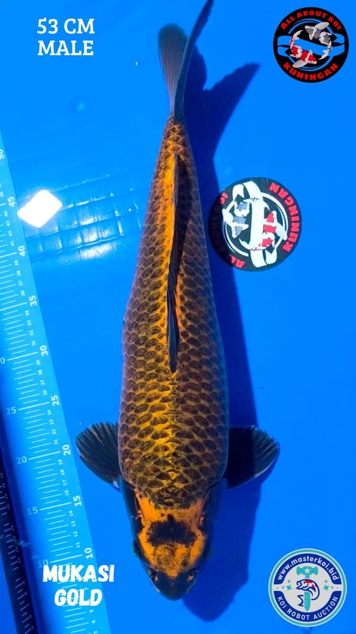 MUKASI GOLD 53cm