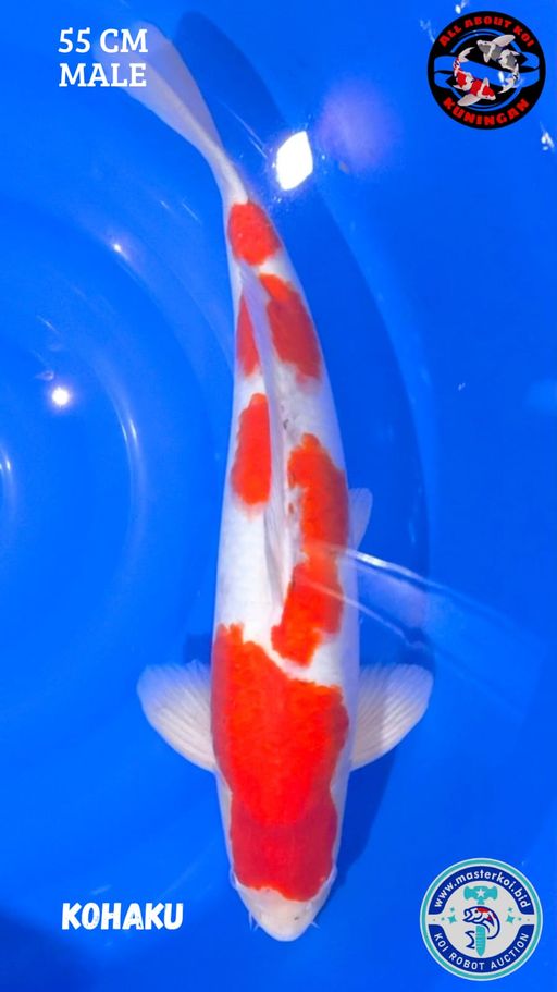 KOHAKU 55cm