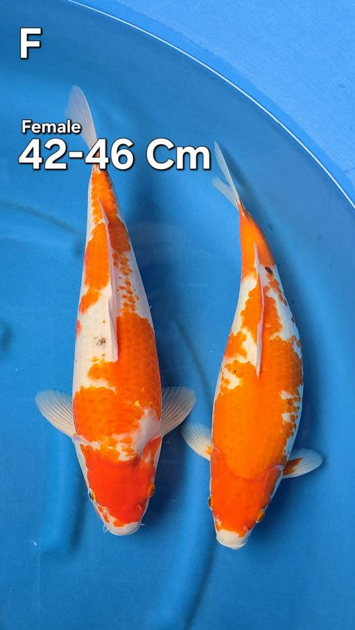 PAKET 2 EKOR 4246cm