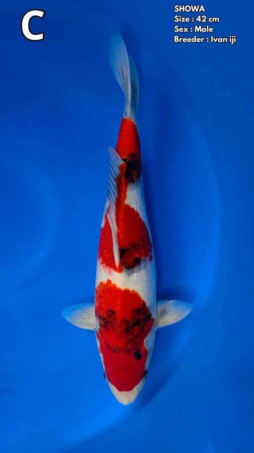 SHOWA 42cm