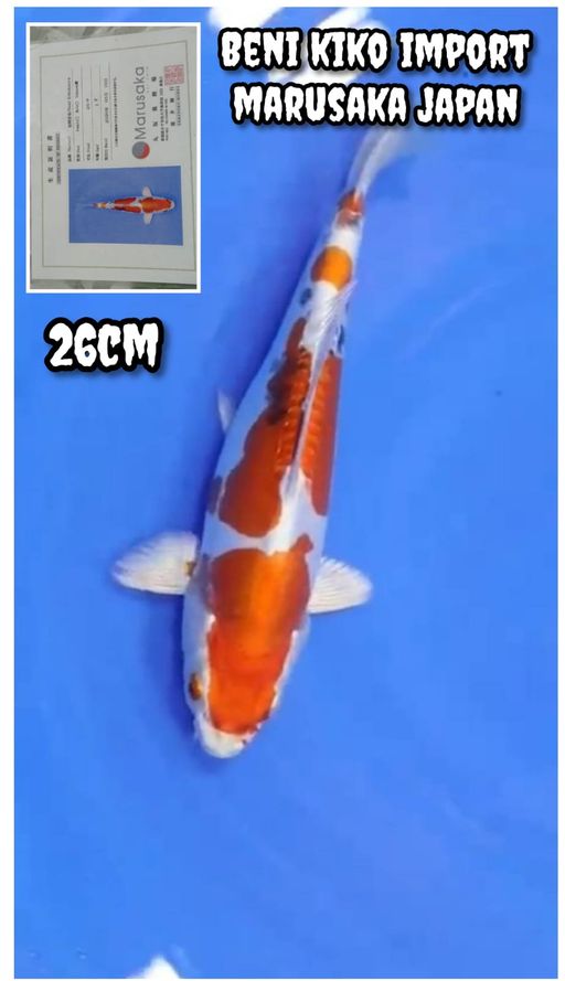 BENI KIKO IMPORT MARUSAKA JAPAN NOTE MULUT KEBUKA LAMA NUTUP IKAN NORMAL BISA MAKAN LOKASI INDRAMAYU 26cm