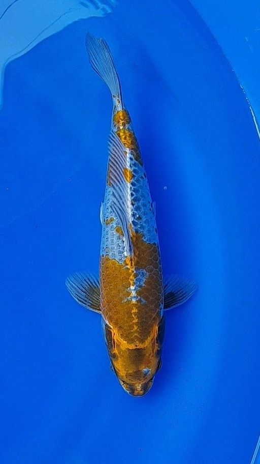 OCHIBA ANTIK 30cm