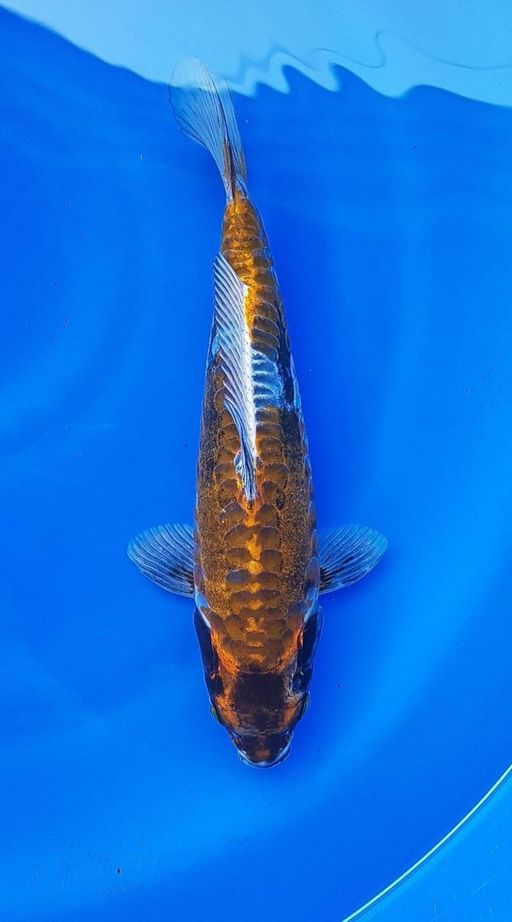 OCHIBA ARAGOKE 30cm