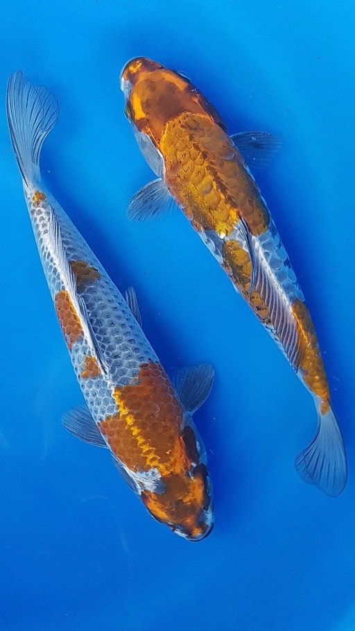 DUO OCHIBA 2829cm