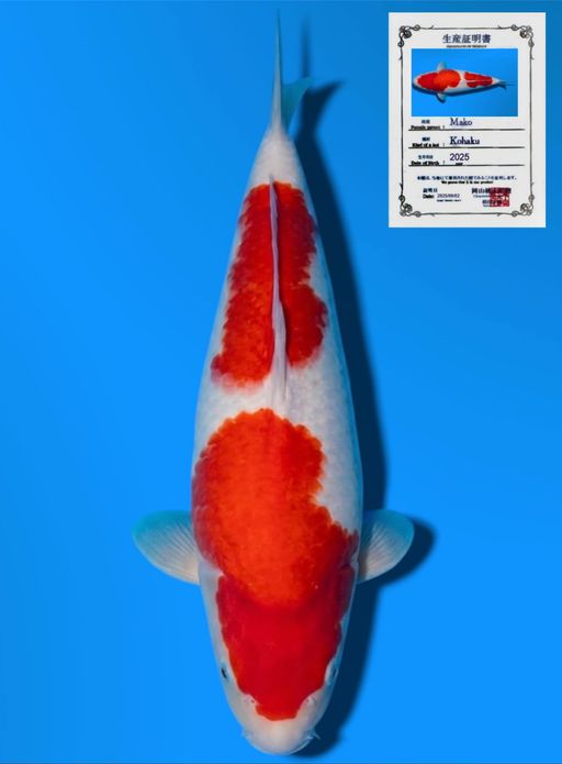 NIDAN KOHAKU MOMOTARO KOI FARM GOOD PATTERN BODYBULLKY 34cm