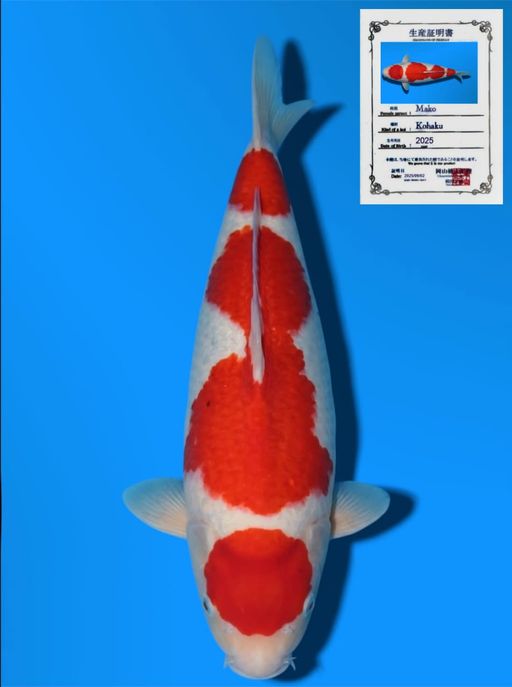 MARUTEN KOHAKU MOMOTARO KOI FARM GOOD PATTERN BODYBULLKY 31cm