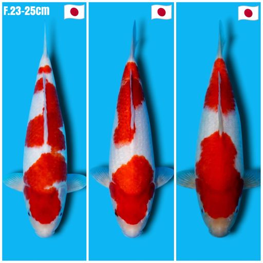 PAKET 3 EKOR KOHAKU TANIGUCHI KOI FARM MINUS 1 EKOR ADA BENJOLAN DI PERUT CALON JUMBO 23cm
