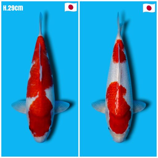 PAKET 2 EKOR KOHAKU TANIGUCHI KOI FARM HQ 29cm