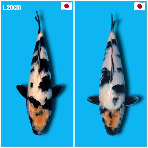 PAKET 2 EKOR SHIRO UTSHURI MARUSEI KOI FARM VHQ BAHAN KEEPINGAN 20cm