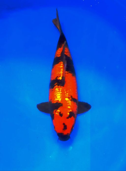 HI UTSURI GINDRIN BLODLINE SHINODA MALE 30cm