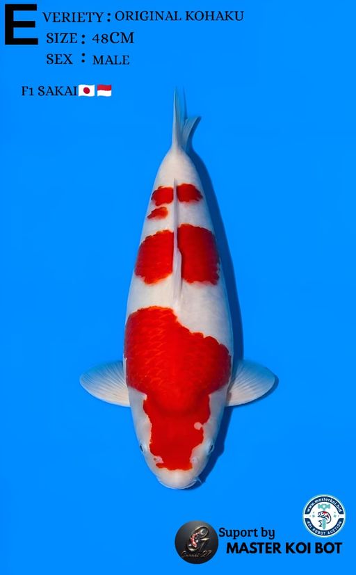 SANDAN KOHAKU 48cm