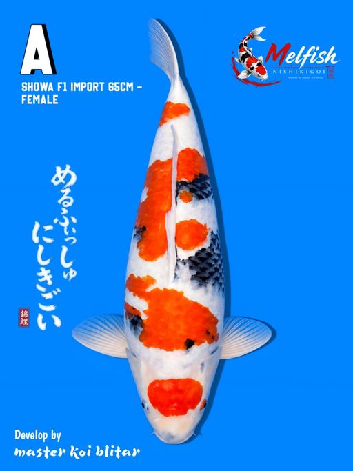 SHOWA TATEGOI JUMBO 65cm