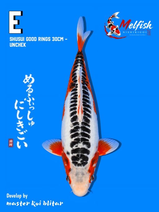 SHUSUI GOOD RINGS 30cm
