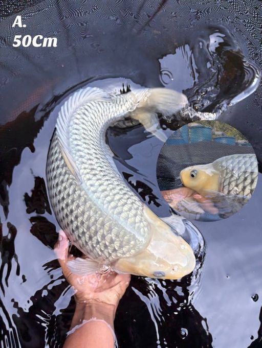 JUMBO TOSAI SORAGOI GINRIN SHOW QUALITY BL KKF OVERPUNUK BABYFAACE 50cm
