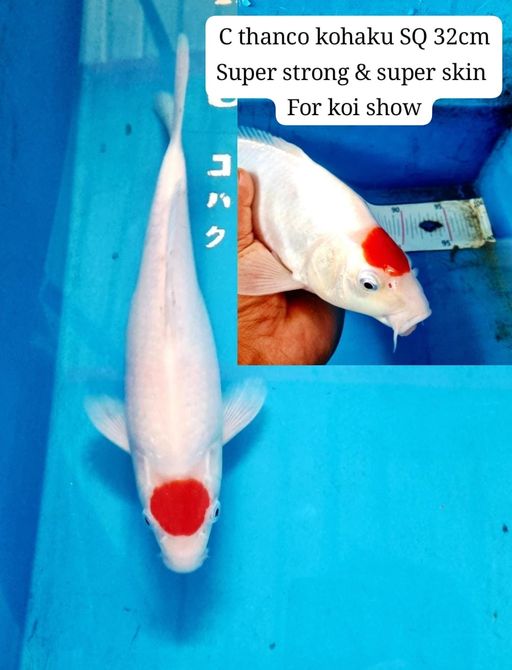 THANCO KOHAKU SQ 32cm