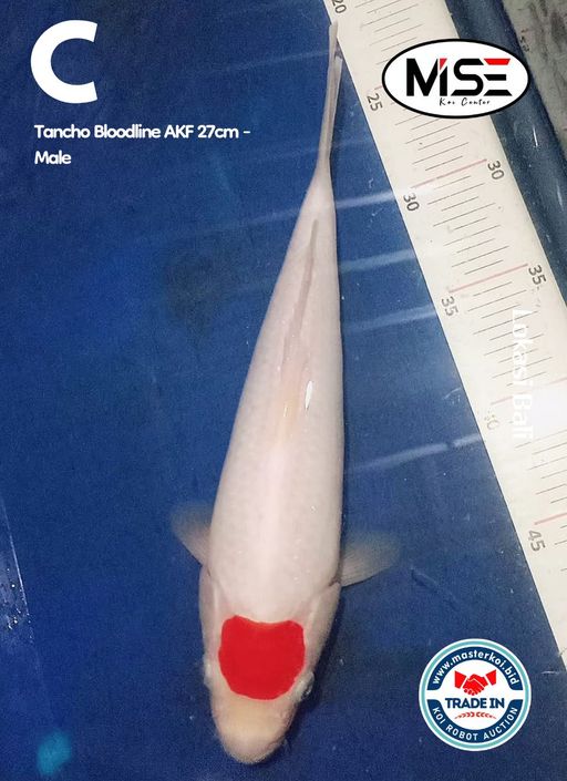 TANCHO BLOODLINE AKF 27cm