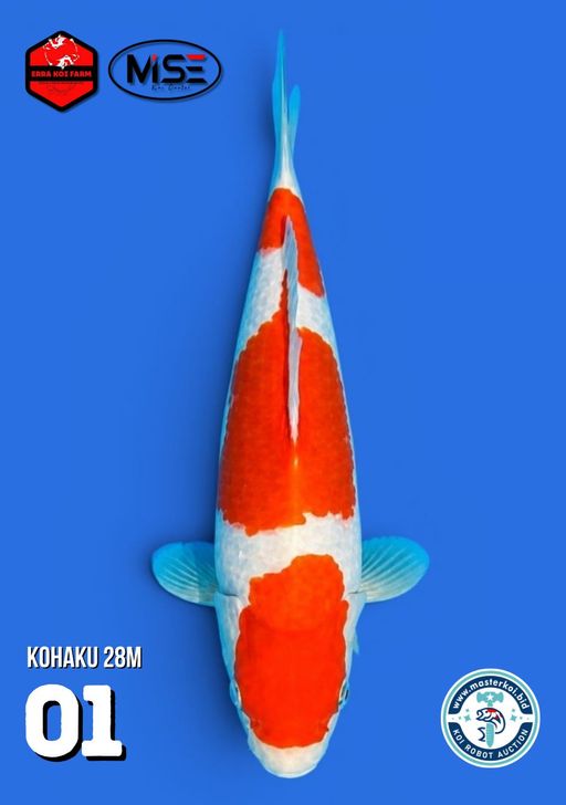 KOHAKU 28cm