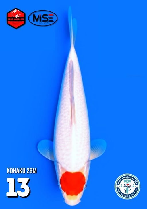 KOHAKU 28cm