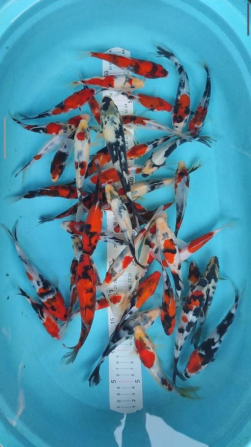 SHOWA SHIRO SUPER F1 OKAWA 45 EKOR 1420cm