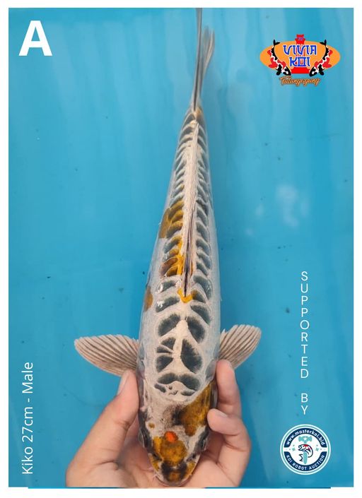 KIKO 27cm