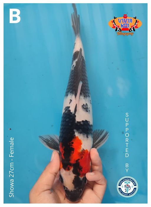 SHOWA 27cm