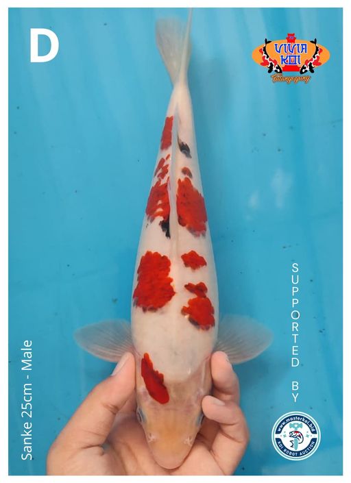 SANKE 25cm
