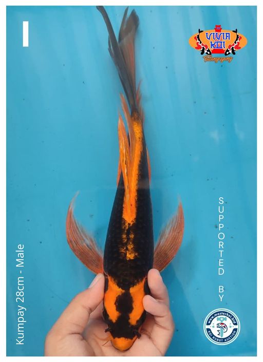 KUMPAY 28cm