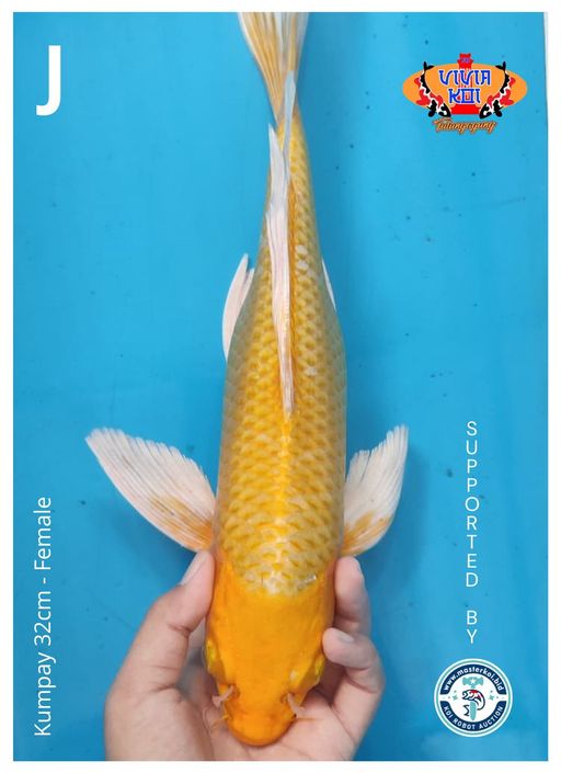 KUMPAY 32cm