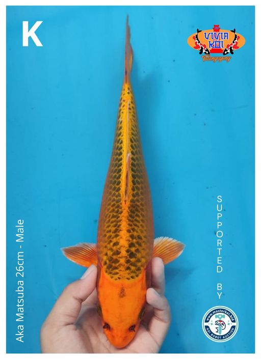 AKA MATSUBA 26cm