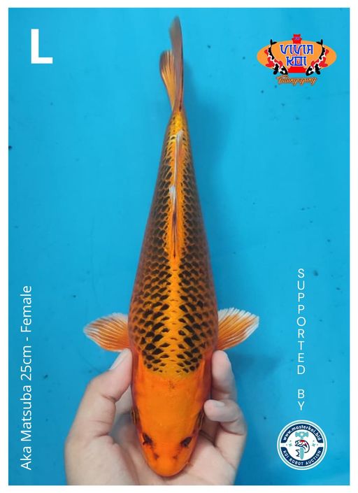 AKA MATSUBA 25cm
