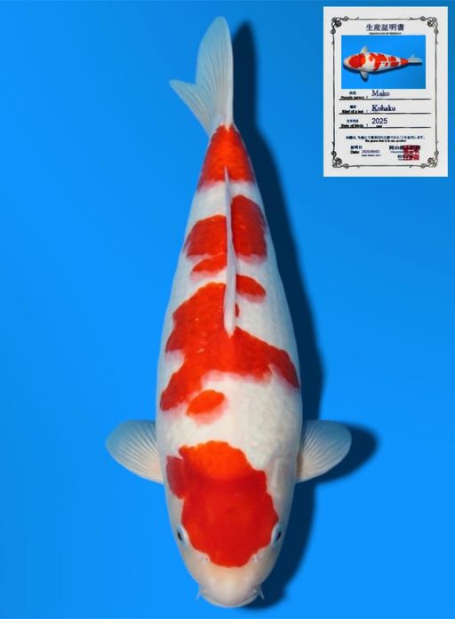 KOHAKU MOMOTARO KOI FARM GOOD PATTERN BODYBULLKY 35cm