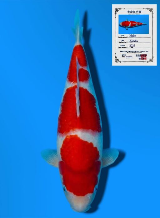 KOHAKU MOMOTARO KOI FARM GOOD PATTERN BODYBULLKY 31cm