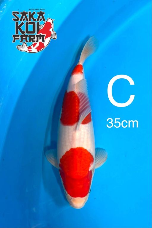 KOHAKU SQ BY SAKA KOI JOGJA 35cm
