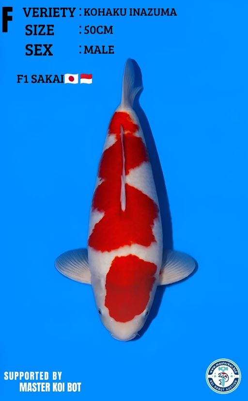 KOHAKU INAZUMA 50cm