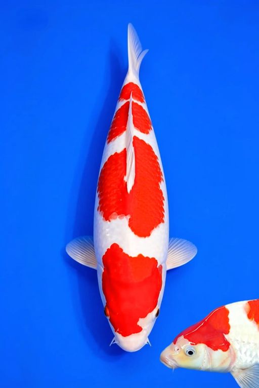 KOHAKU BERPUNUK TULANG BESAR SANGAT BERPOTENSI BISA JUMBO POLA ORIGINAL KUALITAS BAGUS 36cm