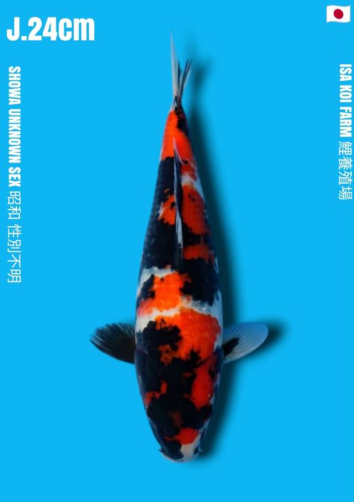 SHOWA ISA KOI FARM VHQ 24cm