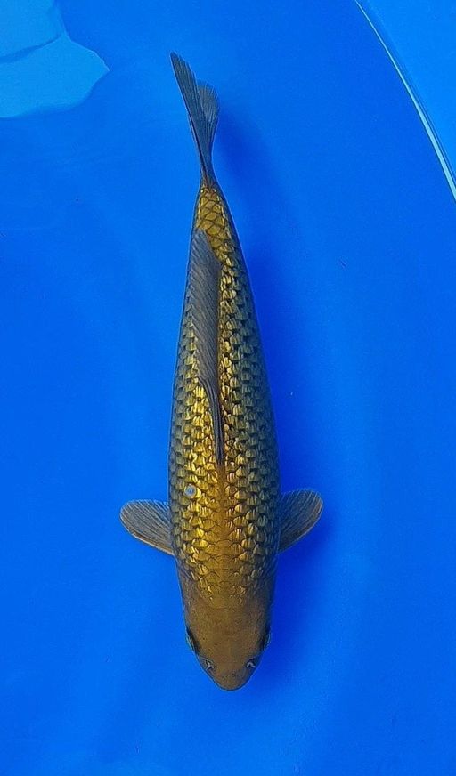 CHAGOI TEMBAGA GINRIN 28cm