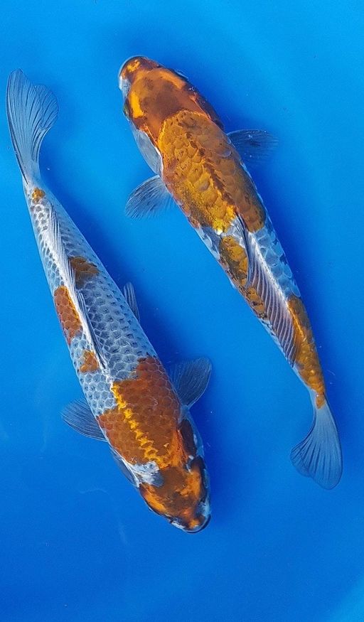 DUO OCHIBA 2829cm