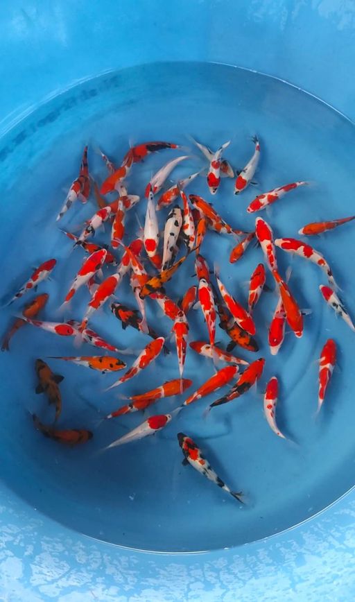 PAKET MIX SHOWA SHIRO HI UTSURI JOSS JISS KURANG LEBIH 13 SAMPAI 19cm
