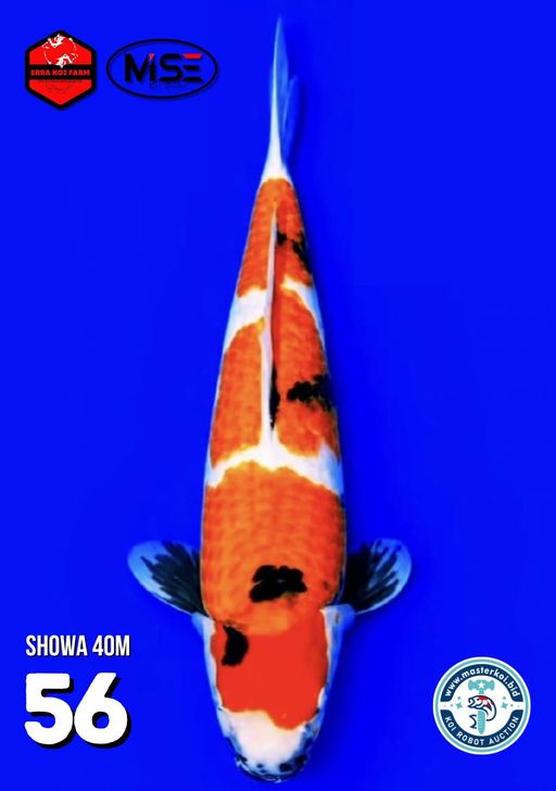 SHOWA 40cm
