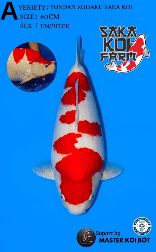 YONDAN KOHAKU SAKA 60cm