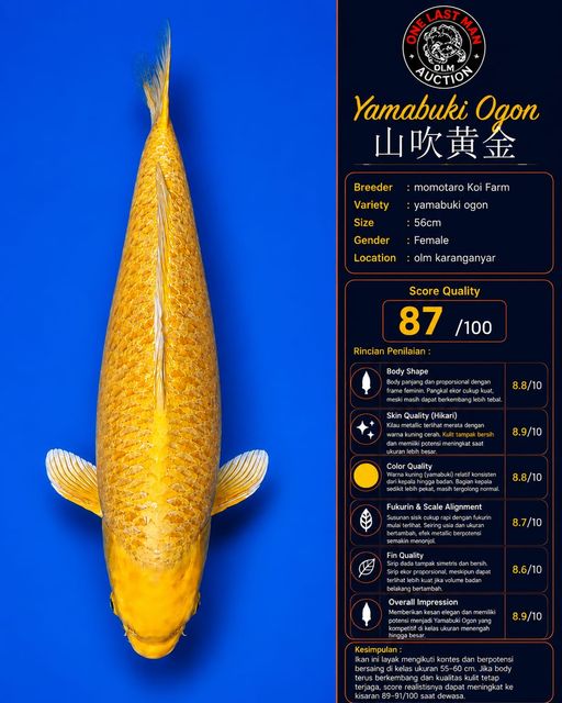 YAMABUKI OGON MOMOTARO 56cm