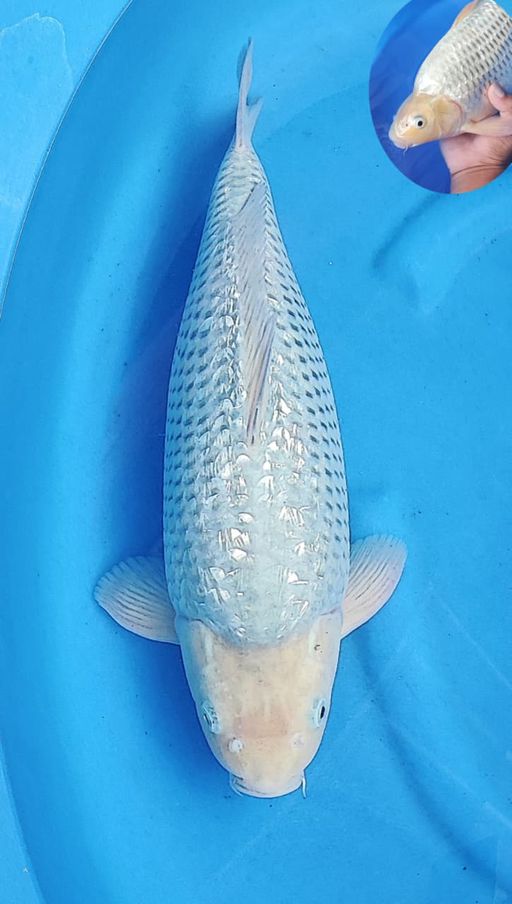 SORAGOI GINRIN VERY HIGH QUALITY BERJITAI BY KKF 40cm