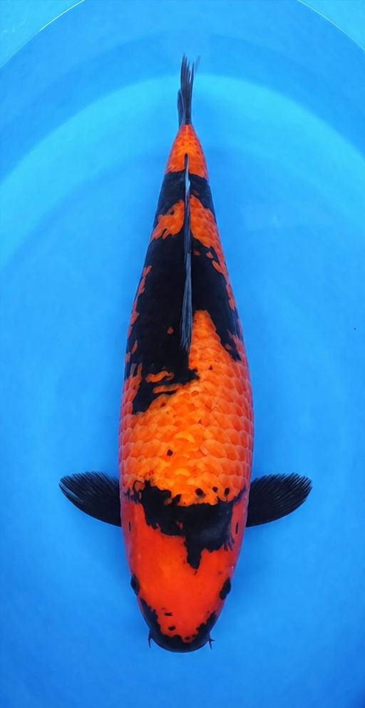 HIUTSURI GOOD PATERN SUPER QUALITY CALON JUMBO 40cm
