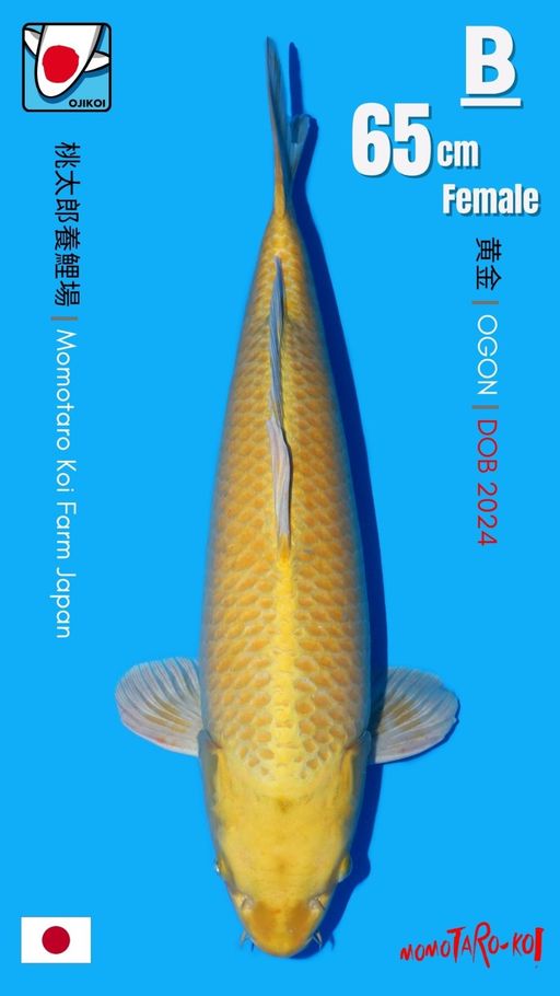 OGON BREED BY MOMOTARO KOI FARM JAPAN IMPORT BERSERTIFIKAT BREEDER DOB 2024 SIZE 65cm