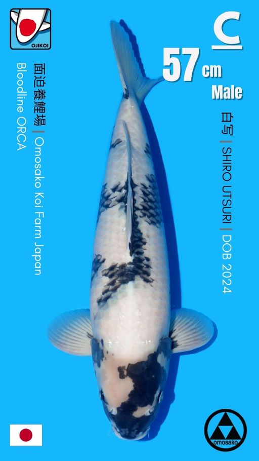 SHIRO BLOODLINE ORCA BREED BY OMOSAKO KOI FARM JAPAN IMPORT BERSERTIFIKAT BREEDER DOB 2024 SIZE 57cm
