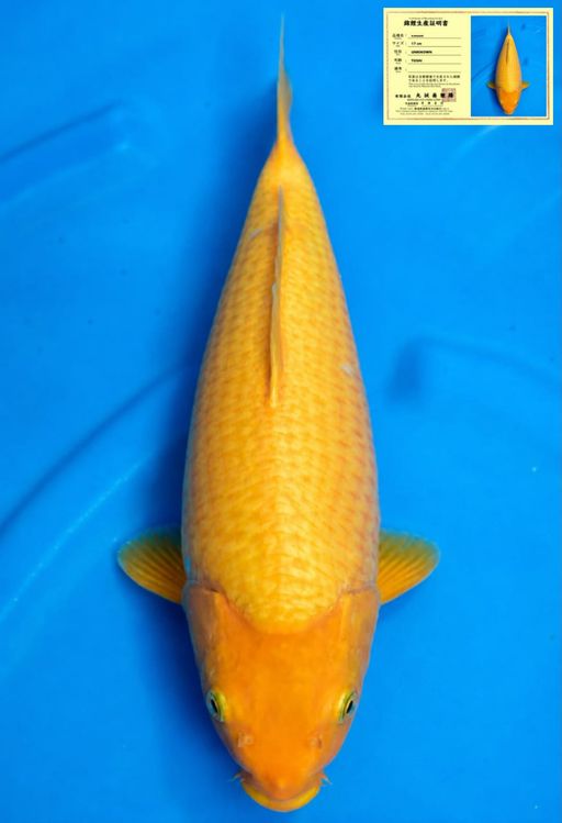 KARASHI MARUSEI KOI FARM BODYBULLKY 32cm