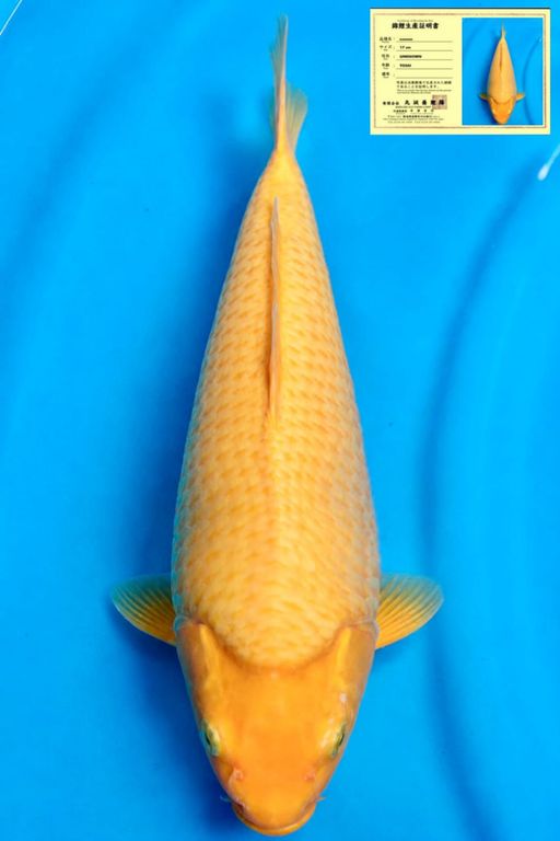 KARASHI MARUSEI KOI FARM BODYBULLKY 31cm