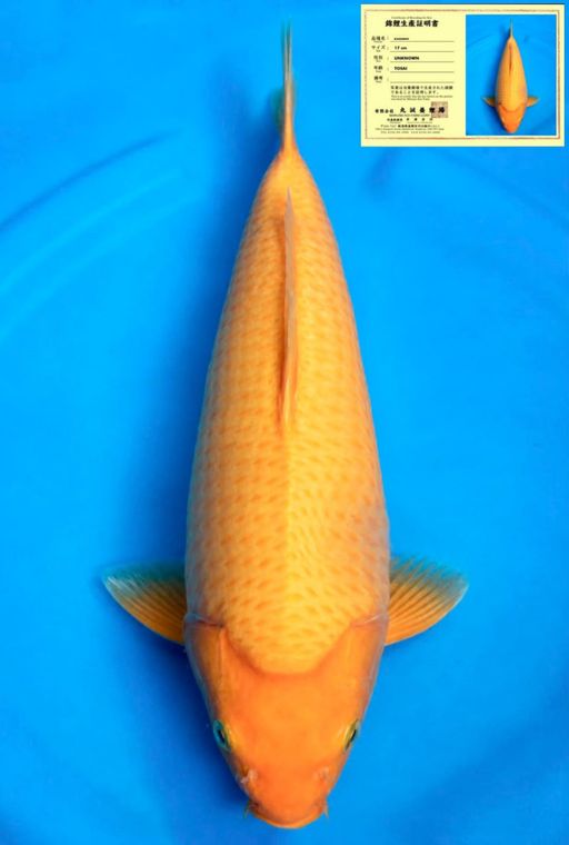 KARASHI MARUSEI KOI FARM BODYBULLKY 31cm