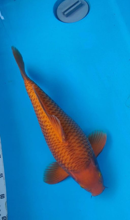 SHORT BODY CARAMEL MALE 45cm
